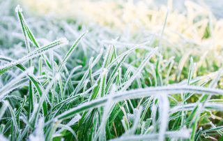 Vorst