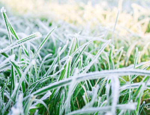 Natuurgrasvelden afgelast – update